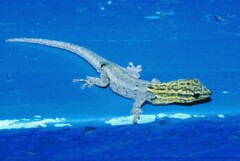 Lygodactylus picturatus