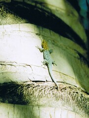 Lygodactylus picturatus