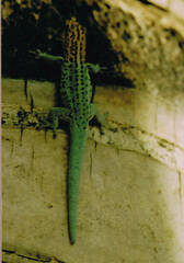 Lygodactylus picturatus