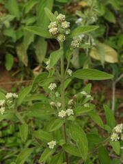 Lippia javanica