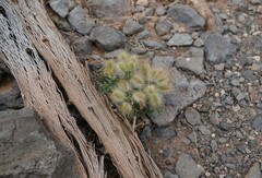 Ammodaucus leucotrichus nanocarpus