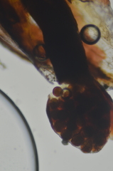 Andreaea megistospora