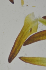 Andreaea megistospora