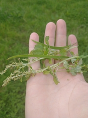 Amaranthus blitum
