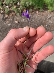 Neogaerrhinum strictum