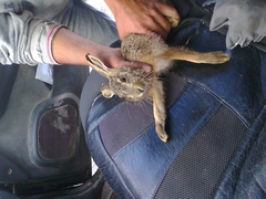 Lepus granatensis