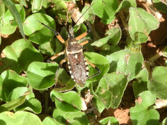 Rhynocoris