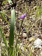 Dipterostemon capitatus