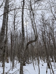Betula alleghaniensis