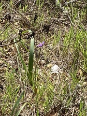 Dipterostemon capitatus