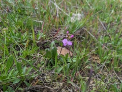 Arabis blepharophylla