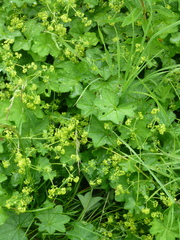 Alchemilla vulgaris