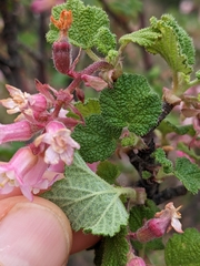 Ribes malvaceum