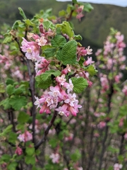Ribes malvaceum