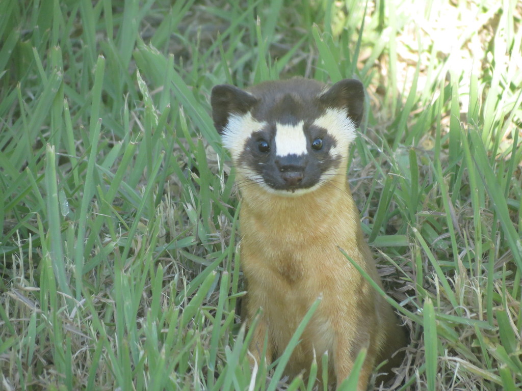 Long-tailed Weasel from Valley Center CA on February 23, 2013 by Ryan ...