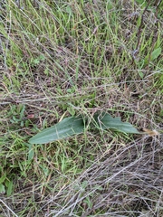 Piperia