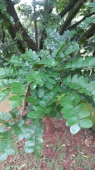 Paubrasilia echinata