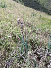 Iris longipetala