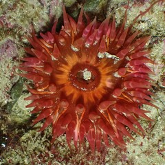 Urticina felina
