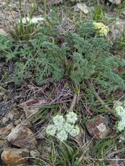Lomatium dasycarpum
