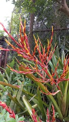 Aechmea blanchetiana