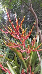 Aechmea blanchetiana