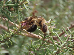 Xylocopa cantabrita