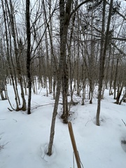 Acer pensylvanicum