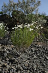 Argyranthemum gracile image