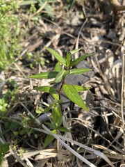 Asclepias perennis