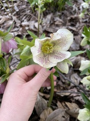 Helleborus orientalis