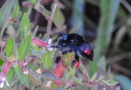 Eufriesea nigrohirta