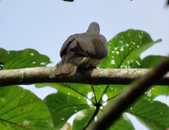 Patagioenas caribaea