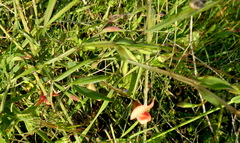 Lathyrus marmoratus