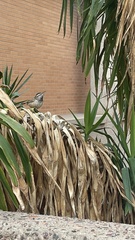 Campylorhynchus brunneicapillus