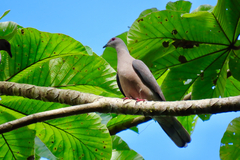 Patagioenas caribaea