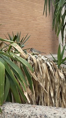 Campylorhynchus brunneicapillus