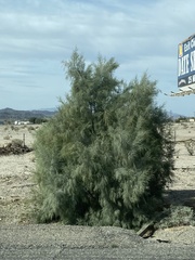 Tamarix