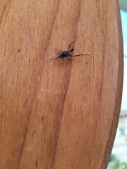 Evania appendigaster