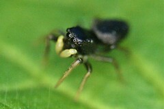 Heliophanus