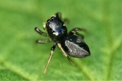 Heliophanus