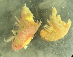 Dynamene magnitorata