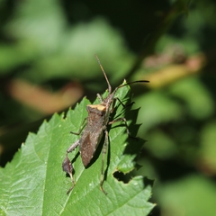 Leptoglossus chilensis