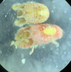 Dynamene magnitorata