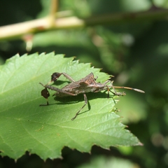 Leptoglossus chilensis