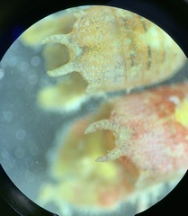 Dynamene magnitorata