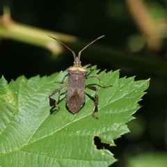 Leptoglossus chilensis
