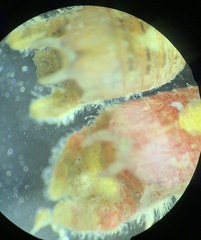 Dynamene magnitorata