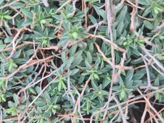 Euphorbia spinosa