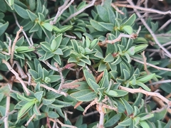 Euphorbia spinosa